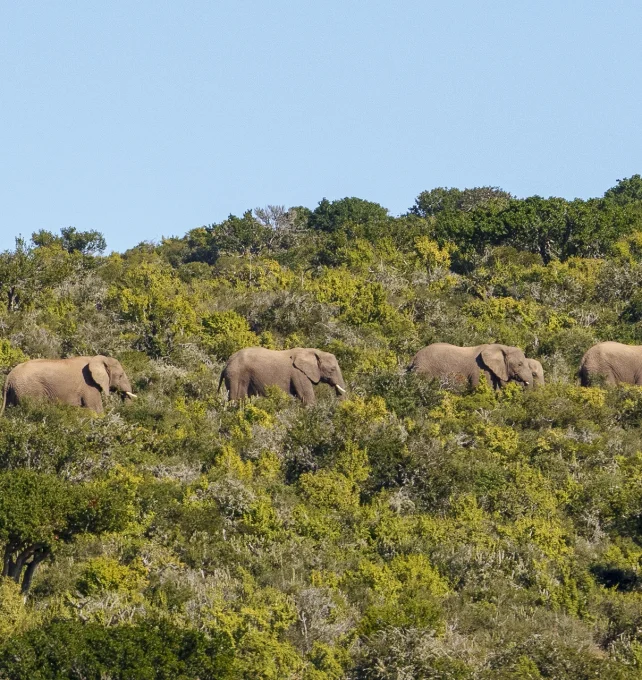 addo-elephant2